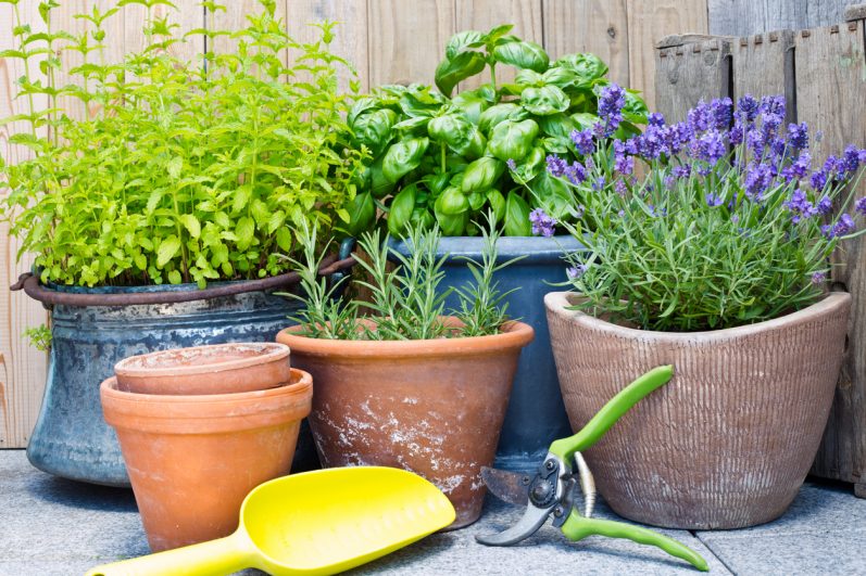Conheça 4 chás para cultivar em casa