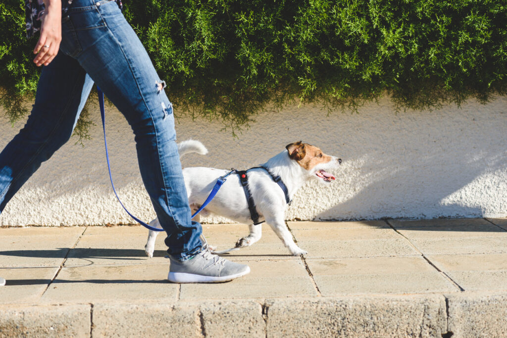 Petsitter como ideia de renda extra